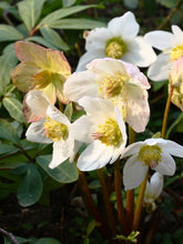 products/Hellebore1.jpg